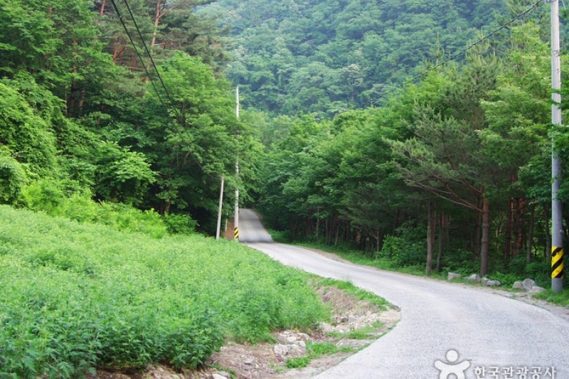 米川谷自然休養林 