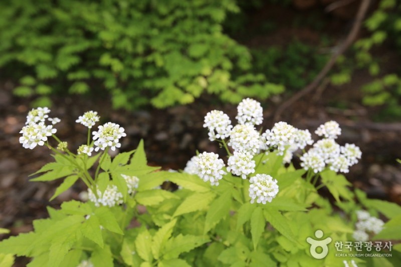 太白高原自生植物園