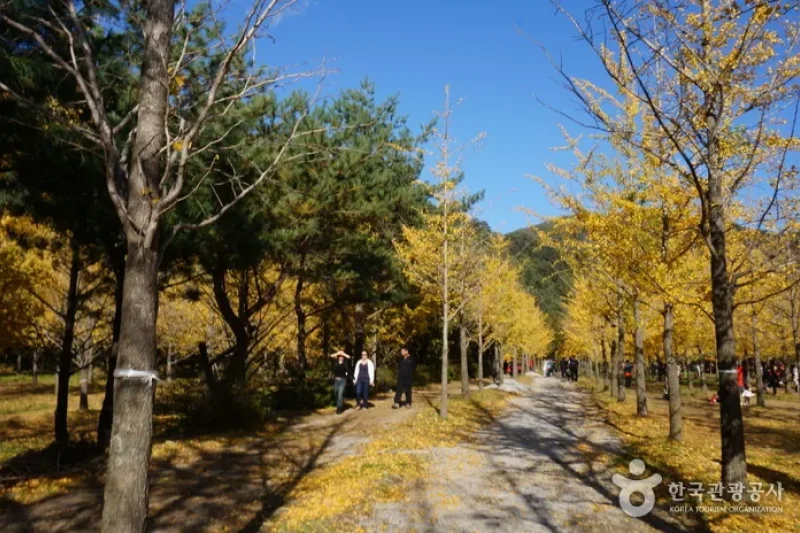 洪川銀杏林