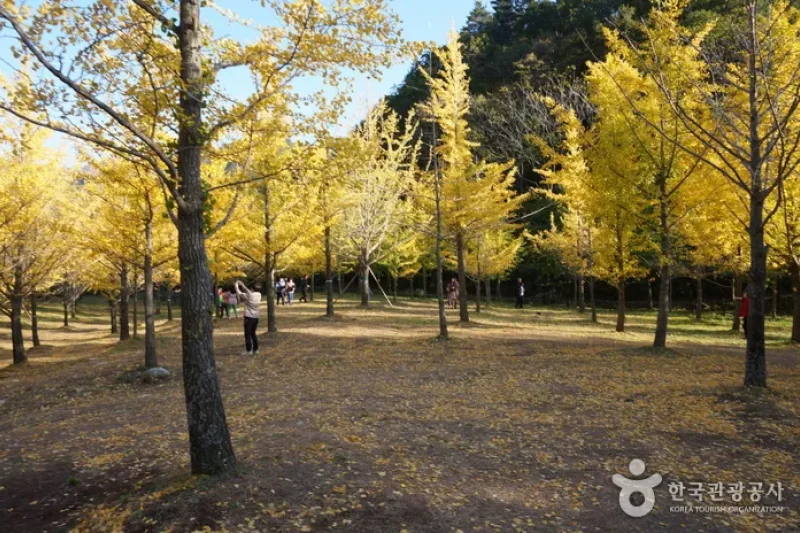 洪川銀杏林