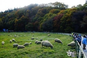 大關嶺羣羊牧場 