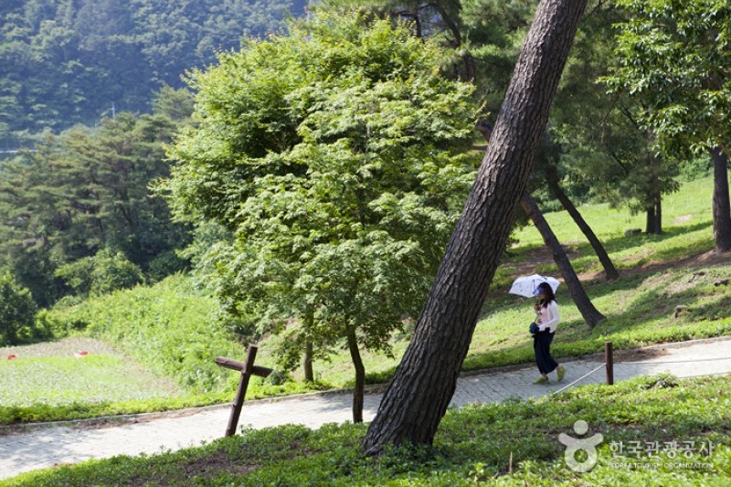 玉井湖九節草主題公園 (8/23)