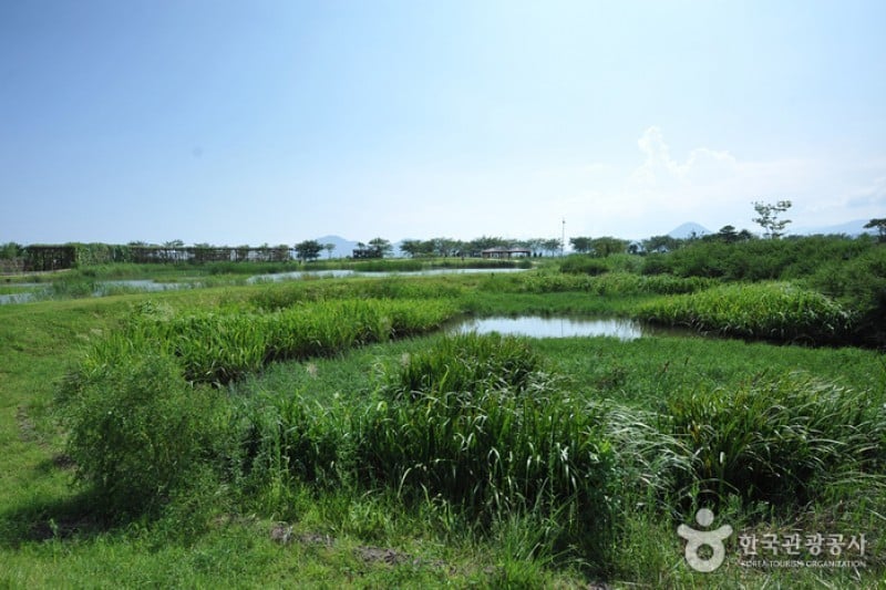 順天灣濕地  (14/70)