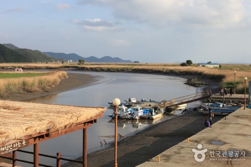 順天灣濕地  (17/70)