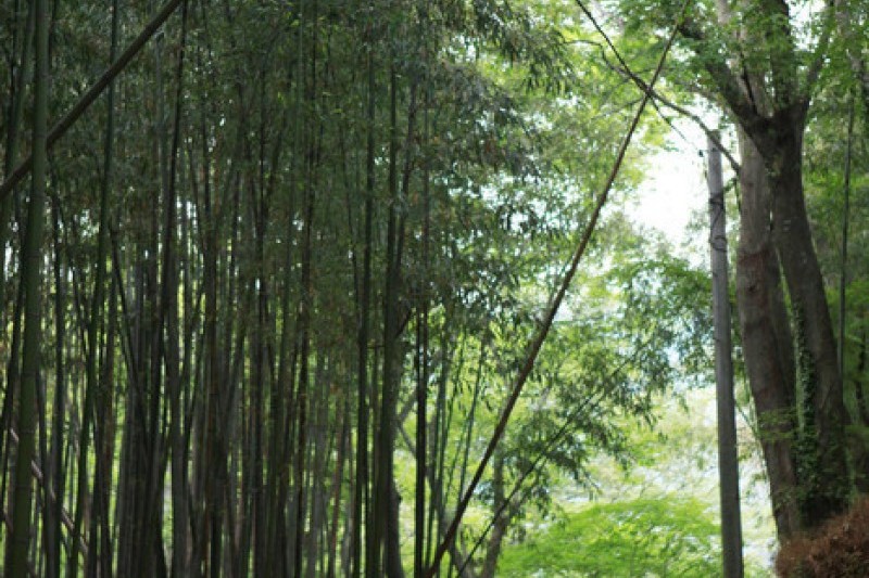 潭陽瀟灑園 (1/19)