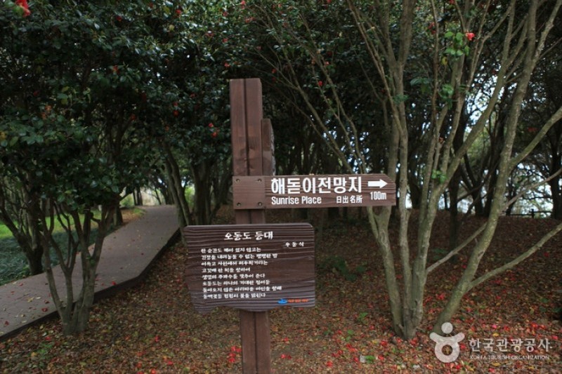 梧桐島