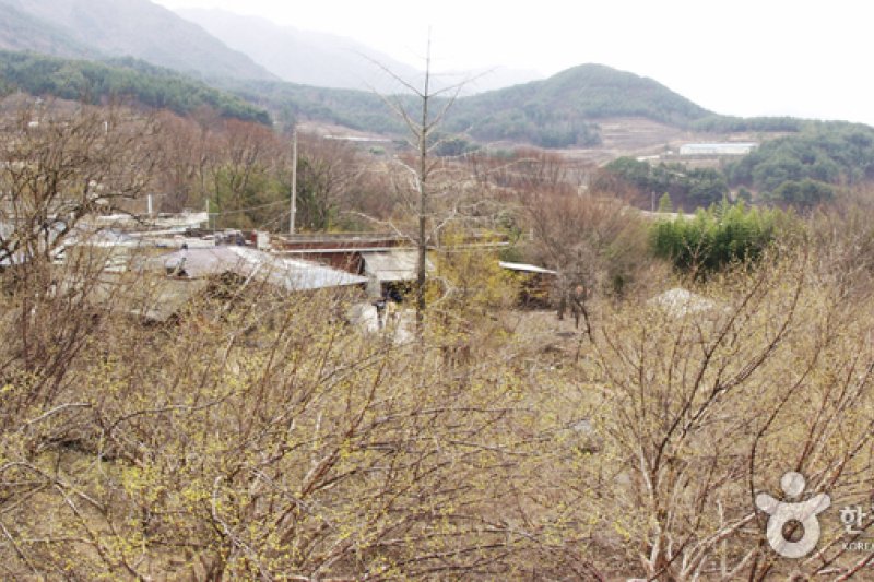 求禮山茱萸村 (2/10)