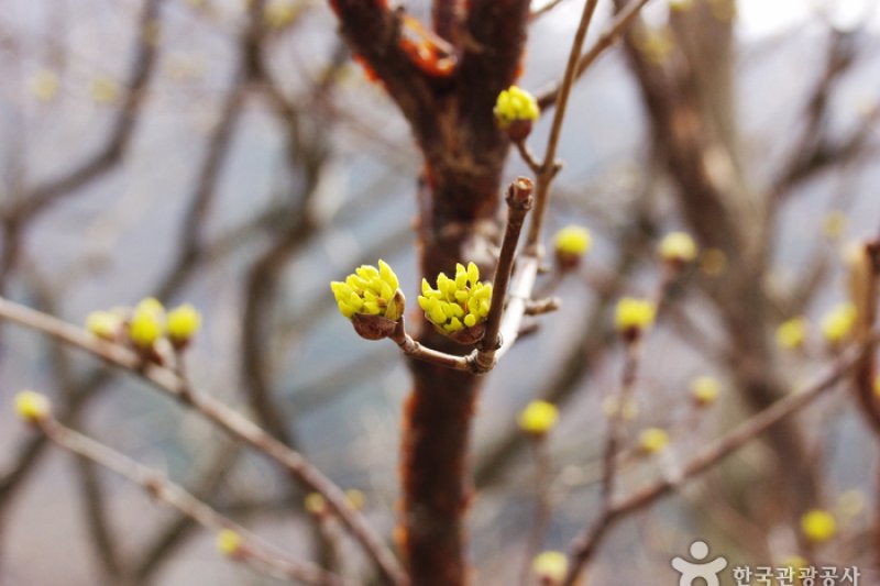 求禮山茱萸村 (4/10)