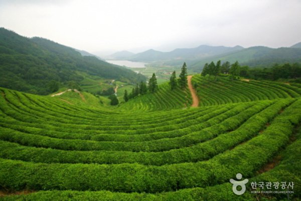 Botjae茶園