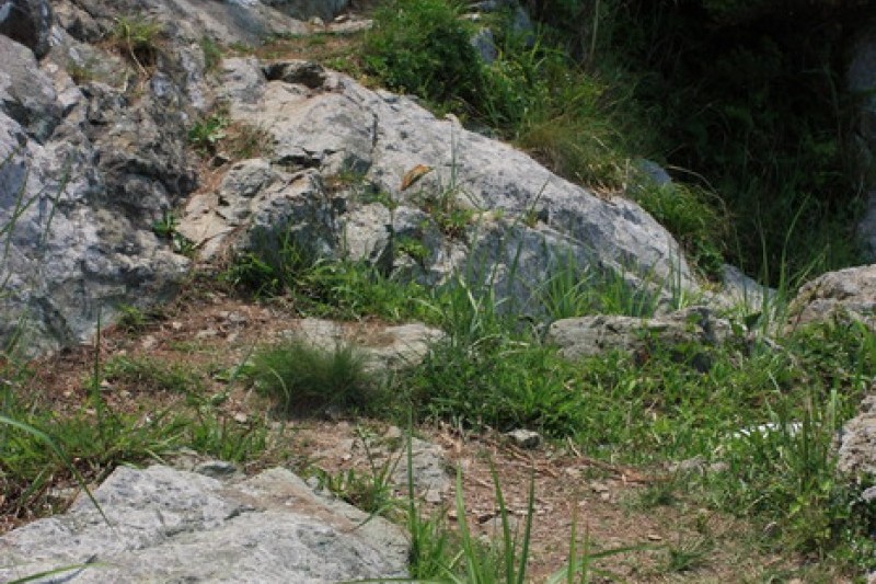 青山島慢活健行節