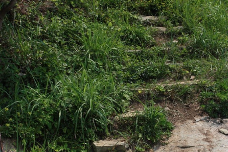 青山島慢活健行節