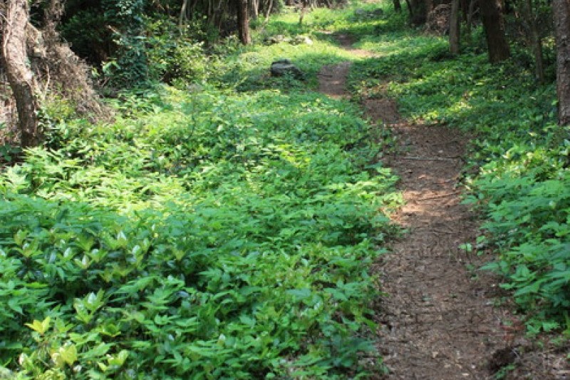 青山島慢活健行節