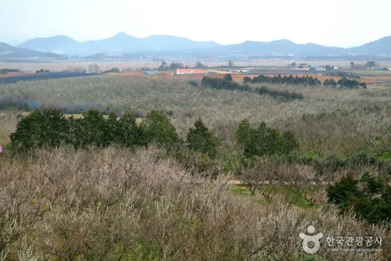 BoHae梅子農園보해매실농원 (1/9)