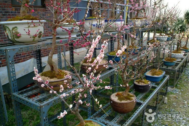 BoHae梅子農園보해매실농원 (2/9)