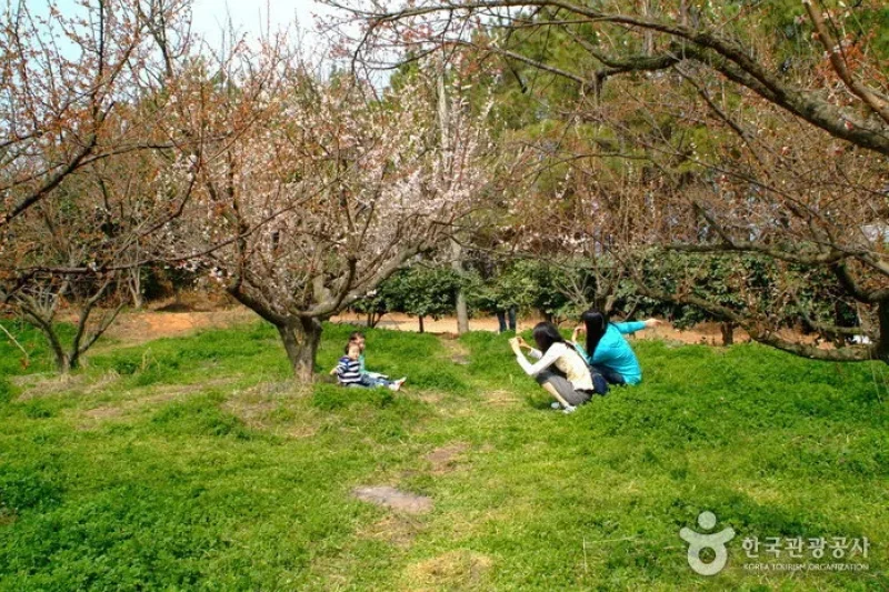 BoHae梅子農園보해매실농원 (5/9)