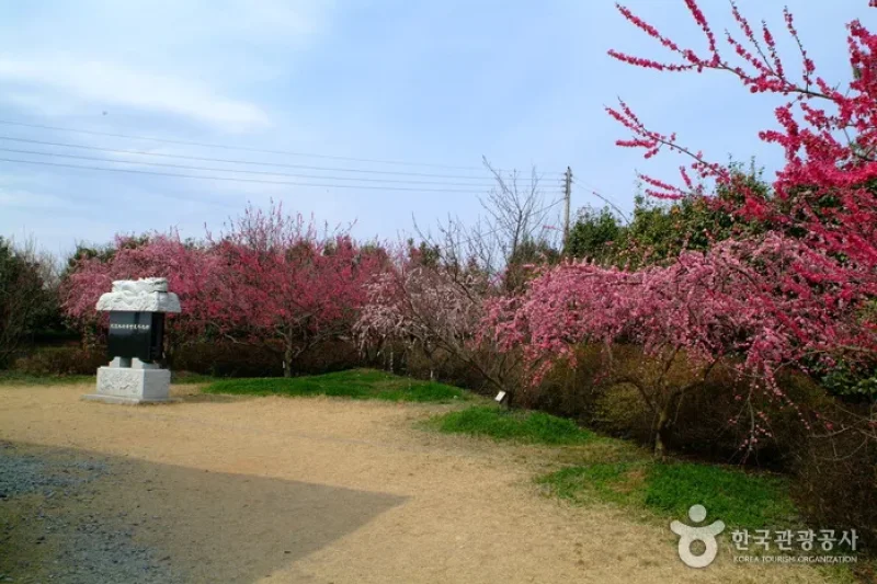 BoHae梅子農園보해매실농원 (6/9)