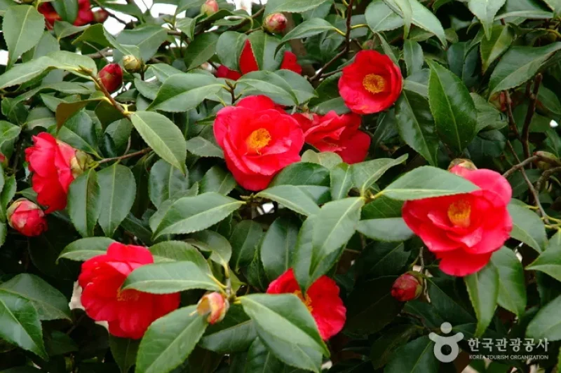 BoHae梅子農園보해매실농원 (7/9)