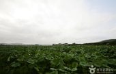 務安回山白蓮池(무안회산백련지)