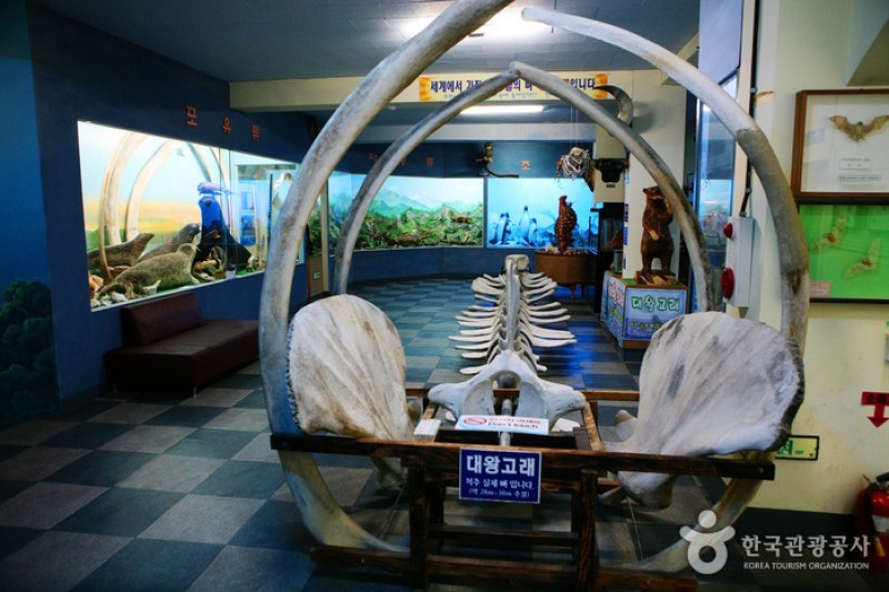 土末海洋自然史博物館 (11/17)