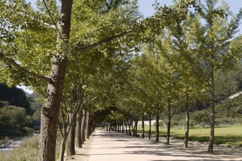 聞慶鳥嶺道立公園