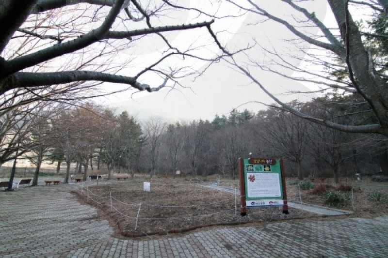 羅里盆地