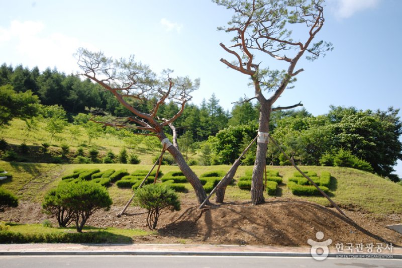 慶尚北道樹木園