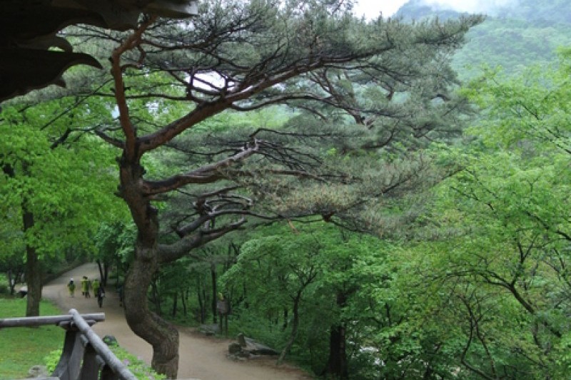 聞慶鳥嶺道立公園