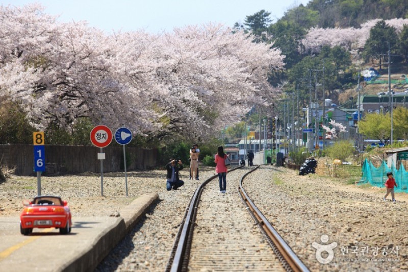 慶和站櫻花路 (1/19)