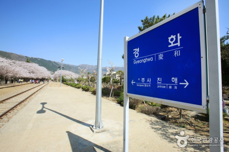 慶和站櫻花路 (14/19)
