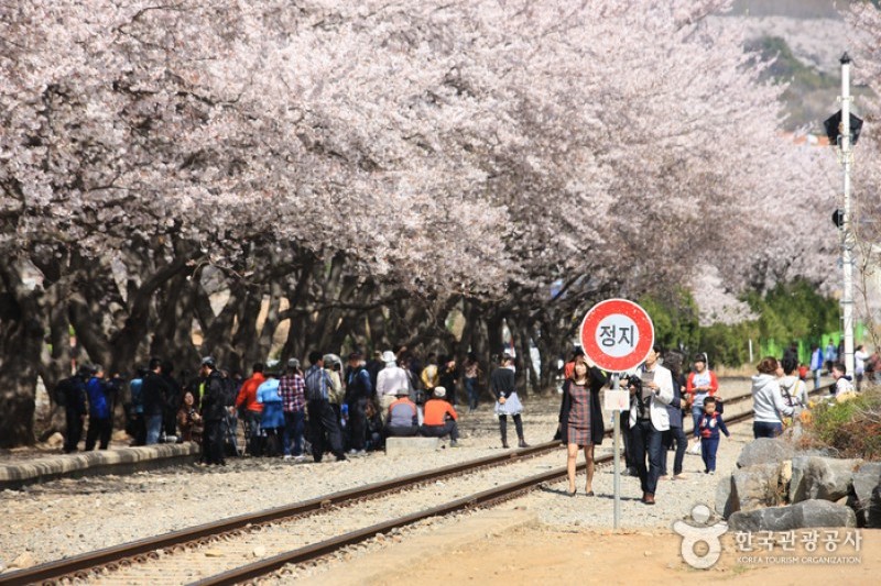 慶和站櫻花路 (15/19)