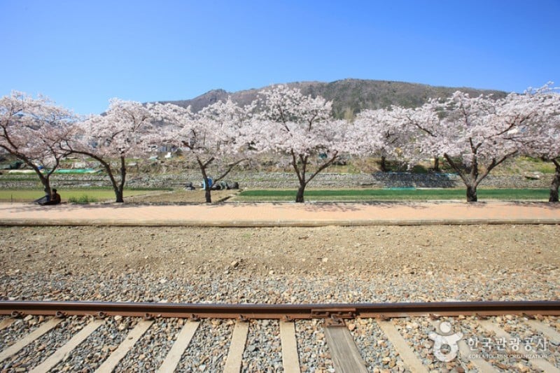 慶和站櫻花路 (16/19)