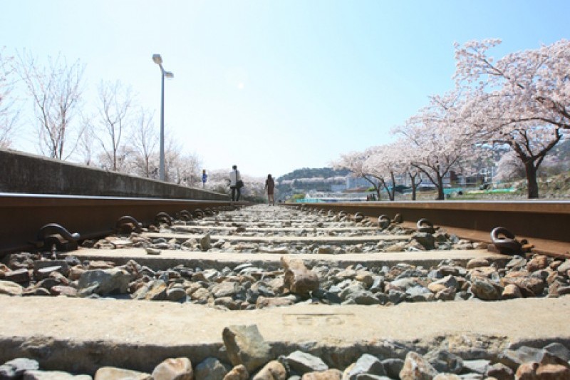 慶和站櫻花路 (17/19)