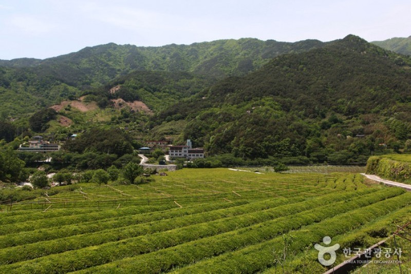 河東野生茶文化節