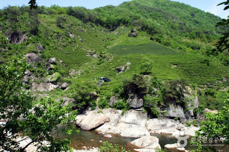 河東野生茶文化節