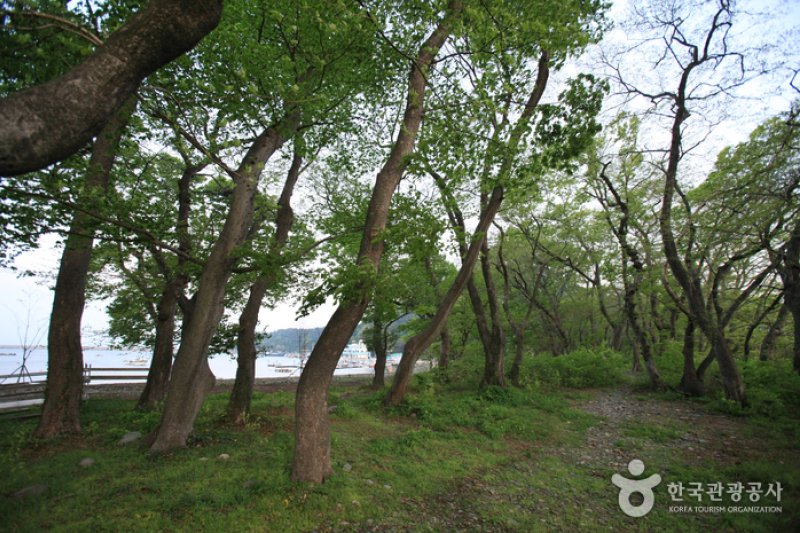南海勿巾里防潮魚付林