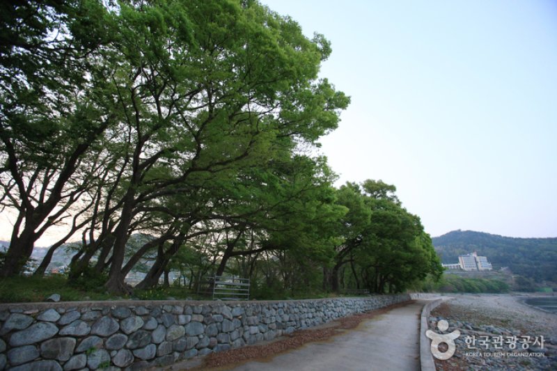 南海勿巾里防潮魚付林