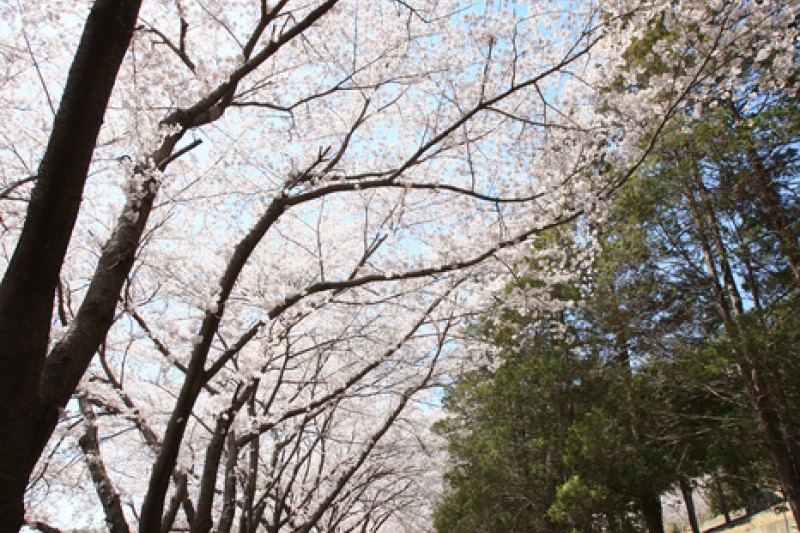 安民嶺 (4/6)