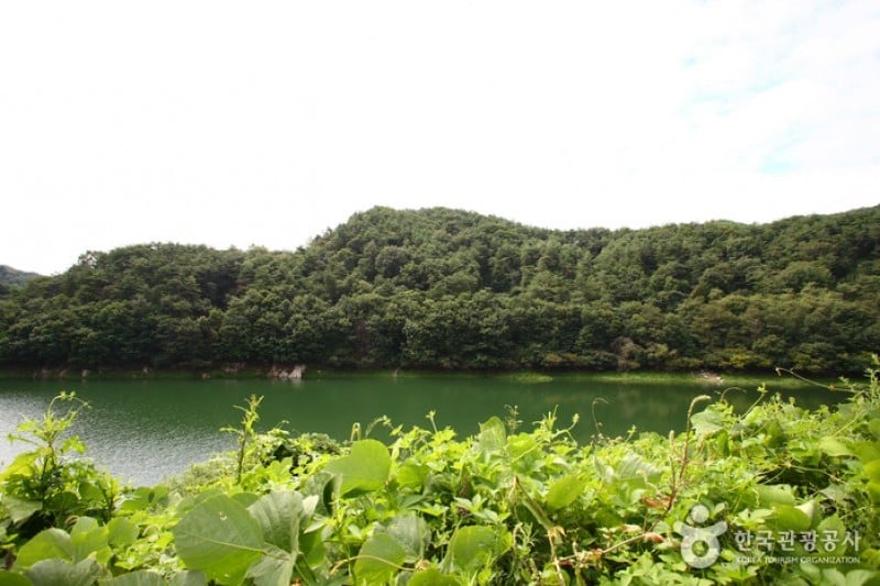 清風湖畔櫻花慶典 (1/3)