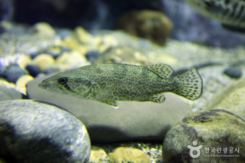 丹陽Danuri水族館