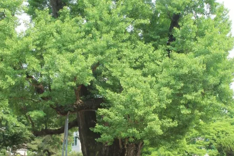 清州中央公園