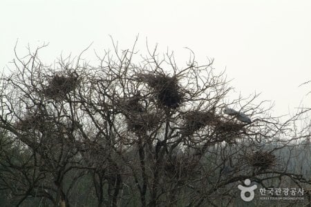 鎮川老院里蒼鷺繁殖地