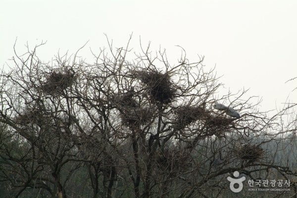鎮川老院里蒼鷺繁殖地