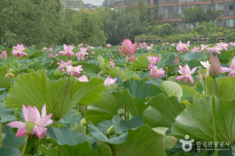 薯童公園與宮南池