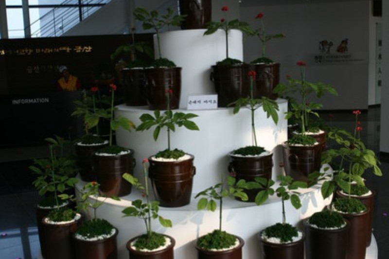 錦山人蔘館 