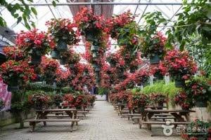 世界花卉植物園