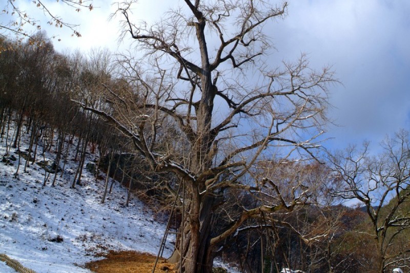 寶石寺 (21/21)