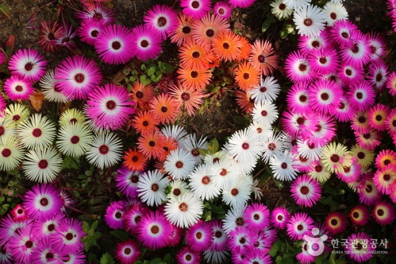 Kohwun植物園