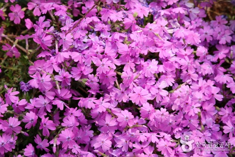 Kohwun植物園