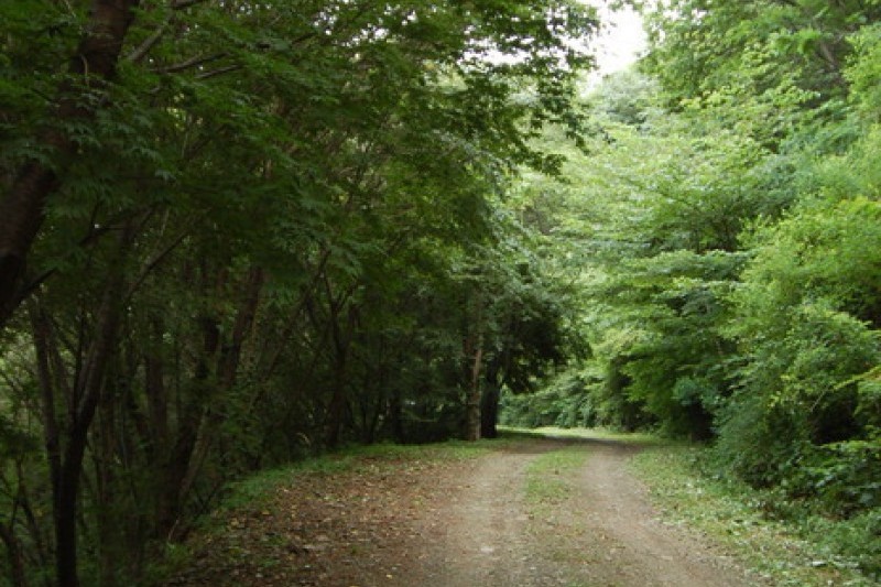 大芚山自然休養林
