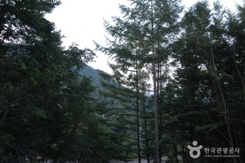 大芚山自然休養林